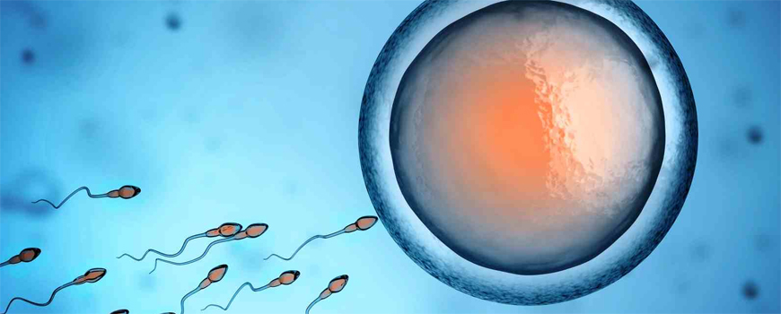 Intrauterina inseminacija vs. in vitro fertilizacija