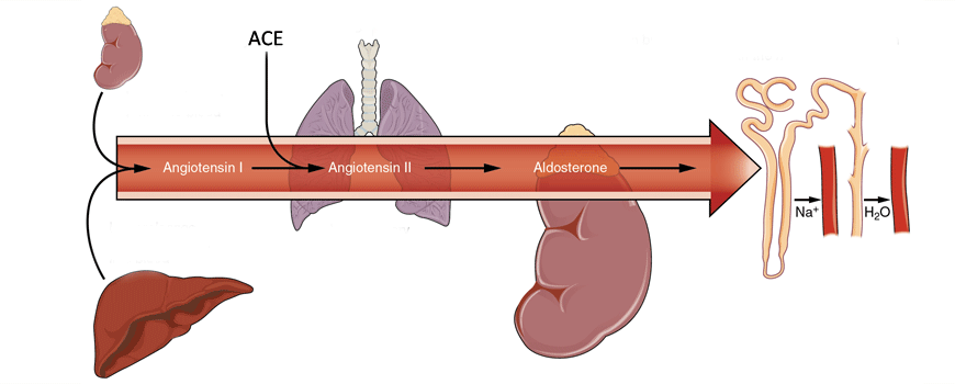 RAS inhibitori kod stabilne koronarne bolesti