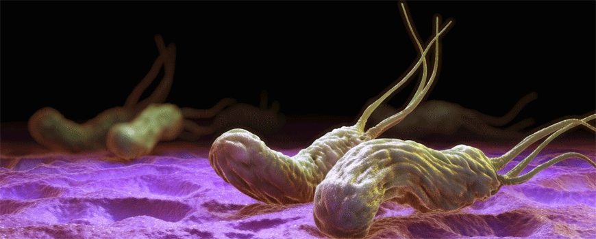 Helicobacter pylori infekcija i ateroskleroza