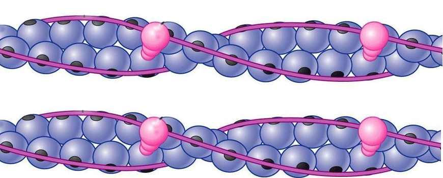 Troponin, nova uloga starog markera